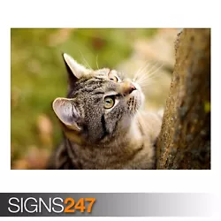 Buy CURIOUS CAT (3513) Animal Poster - Picture Poster Print Art A0 A1 A2 A3 A4 • 1.10£