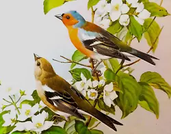 Buy CHAFFINCHES IN BLOSSOM TREE. VINTAGE 1980s PRINT OF A  PAINTING BY BASIL EDE • 2.29£