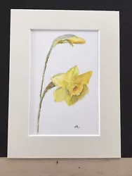 Buy Water Colour Daffodil  • 15£