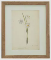 Buy English School 19th Century Watercolour - Poet's Daffodil • 99£