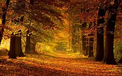 Buy Autumn Woods Nature Woods Nice Warm Colours Canvas Pictures Wall Art Prints • 139.99£
