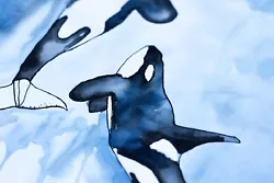 Buy 'Orcas In Spaces' Original Watercolour Illustration, Painting (animals, Whales) • 17.47£