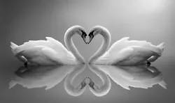 Buy Black White Grey Swans In Love Heart Calm Peace Canvas Picture Wall Art Prints • 24.98£
