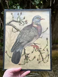 Buy RARE 20th Century Watercolour Painting Outsider Artist R A Westaway Wood Pigeon • 120£