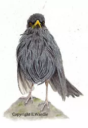 Buy ACEO  2.5  X 3.5   'Soggy Blackbird' Bird CANVAS PRINT Of Original Watercolour • 2.99£