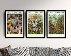 Buy Ernst Haeckel Set Of 3 Art Prints - Botanical Painting Poster Actiniae Muscinae • 199£