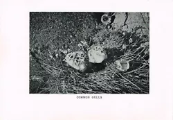 Buy Common Gull Baby Chicks At Nest Antique Bird Picture Print 1912 BBAH#01 • 2.49£