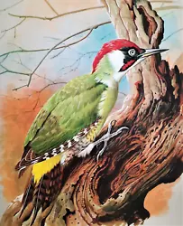Buy GREEN WOODPECKER IN TREE. VINTAGE 1960s PRINT OF A  PAINTING BY BASIL EDE • 2.99£