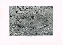 Buy Stock Dove Baby Chicks At Nest Antique Bird Picture Print 1912 BBAH#11 • 2.49£