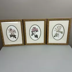 Buy Vintage Botanical Prints Framed Wall Art  Rose  Set 3 Gold Bombay Frames • 78.67£