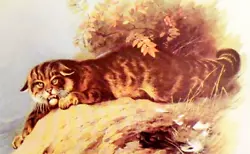 Buy Scottish Wild Cat. Vintage Print Of A Painting By Thorburn • 2.39£