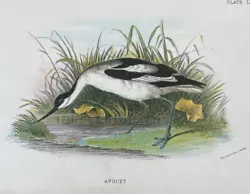 Buy Antique Print Avocet C1890 Published In Lloyd's Natural History Plate #lxxxii • 7.50£