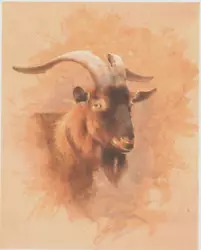 Buy Head Of English Billy Goat, Book Print Of A  Painting By  Gordon Beningfield • 2.09£
