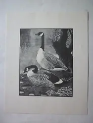 Buy Tunnicliffe Wood Engraving Of Canada Geese Unmounted Reproduction From Original • 8.50£