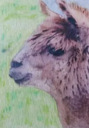 Buy Aceo Art Card 2.5 X 3.5 Inch Alpaca Nature Watercolour Pencil Painting • 3.50£