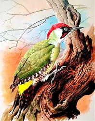 Buy GREEN WOODPECKER ON TREE. VINTAGE 1960s PRINT OF A PAINTING BY BASIL EDE • 2.99£