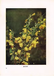 Buy Broom Wild Flower Print Antique 1912 H Essenhigh Corke Picture WFATG#81 • 2.99£