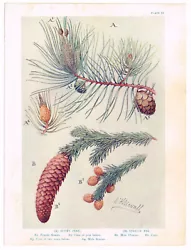 Buy Antique Print Scots Pine Spruce Fir Picture 1910 Approx 6.5  X 9  • 3.49£