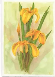Buy Yellow Iris. Original Watercolour Painting. A4.300 Gsm. Unframed. Unique • 12£