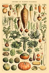 Buy Vintage Vegetables Botanical A4 Poster Print • 3.48£