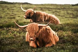 Buy Scottish Highland Cows - Large Wall Art Canvas Framed Picture 20x30 Inches • 19.99£