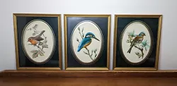 Buy Vintage Set Of 3 Framed Bird Prints Marked Munn 1958 Gold Trim Country House VGC • 49.99£