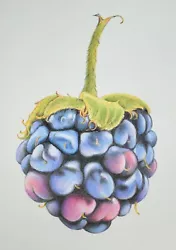 Buy Original Drawing. Blackberry. Fruit. Malgorzata Lis. COA • 19.99£