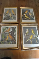 Buy  A Set Of 4 Small Framed Prints Of Cassells Canaries And Caged Bird • 30£