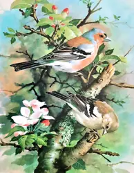 Buy CHAFFINCHES PERCHED IN BLOSSOM TREE. 1960s PRINT OF A  PAINTING BY BASIL EDE • 2.99£