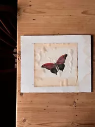 Buy Vintage Butterfly Painting. 22cm Square Plus Mount • 3£