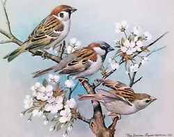 Buy HOUSE AND TREE SPARROWS IN TREE. VINTAGE 1980s PRINT OF A  PAINTING BY BASIL EDE • 2.29£