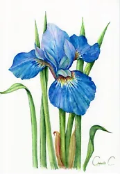 Buy Flowers Bloom, Blue Iris, Iris, Watercolor, Original Painting, Floral Wall Art • 31.58£