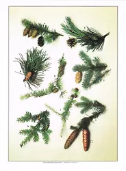 Buy Douglas Fir Scots Pine Hemlock Vintage Wild Flowers Print Picture 1978 WF#169 • 3.49£