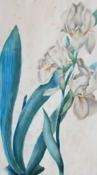 Buy After Pierre Redouté Iris Pallida Botany Classicism Watercolor After 1840 • 703.33£