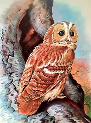 Buy TAWNY OWL IN TREE. VINTAGE 1960s PRINT OF A PAINTING BY BASIL EDE • 2.99£