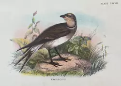 Buy Antique Print Pratincole C1890 Publish In Lloyd's Natural History Plate #lxxvii • 7.50£