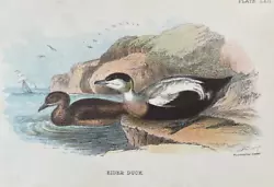 Buy Antique Print Eider Duck C1890 Published In Lloyd's Natural History Plate #lxii • 7.50£