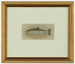 Buy Early 20th Century Watercolour - Rainbow Trout • 157£